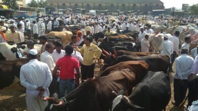Photo of कोरोना व लाळखुर्कतमुळे पंढरपूरच्या कार्तिकी यात्रेतील जनावरांचा बाजार  रद्द