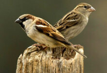 Photo of चिमण्यांच्या संवर्धनासाठी झटणारे अवलिया पक्षी मित्र अरविंद कुंभार