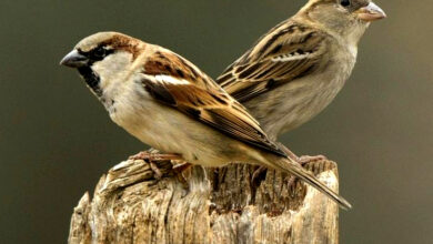 Photo of चिमण्यांच्या संवर्धनासाठी झटणारे अवलिया पक्षी मित्र अरविंद कुंभार