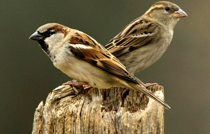 Photo of चिमण्यांच्या संवर्धनासाठी झटणारे अवलिया पक्षी मित्र अरविंद कुंभार